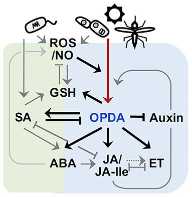 12-oxo-Phytodienoic Acid: A Fuse and/or Switch of Plant Growth and Defense Responses?